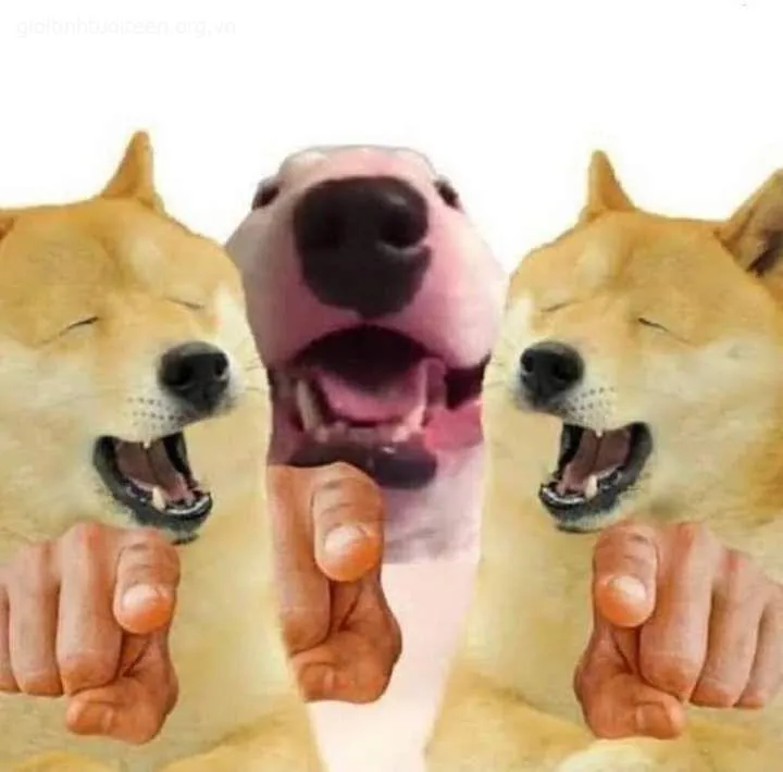 Gương mặt Cheems troll nham nhở, ánh mắt cực kỳ tinh quái