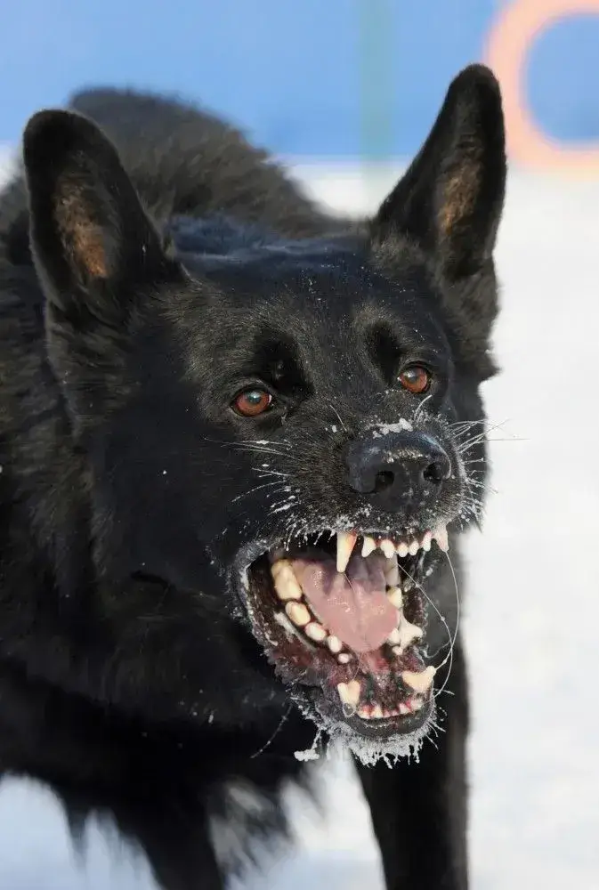 Meme chó phản ứng “cắn nhẹ” mô tả đúng mood Gen Z