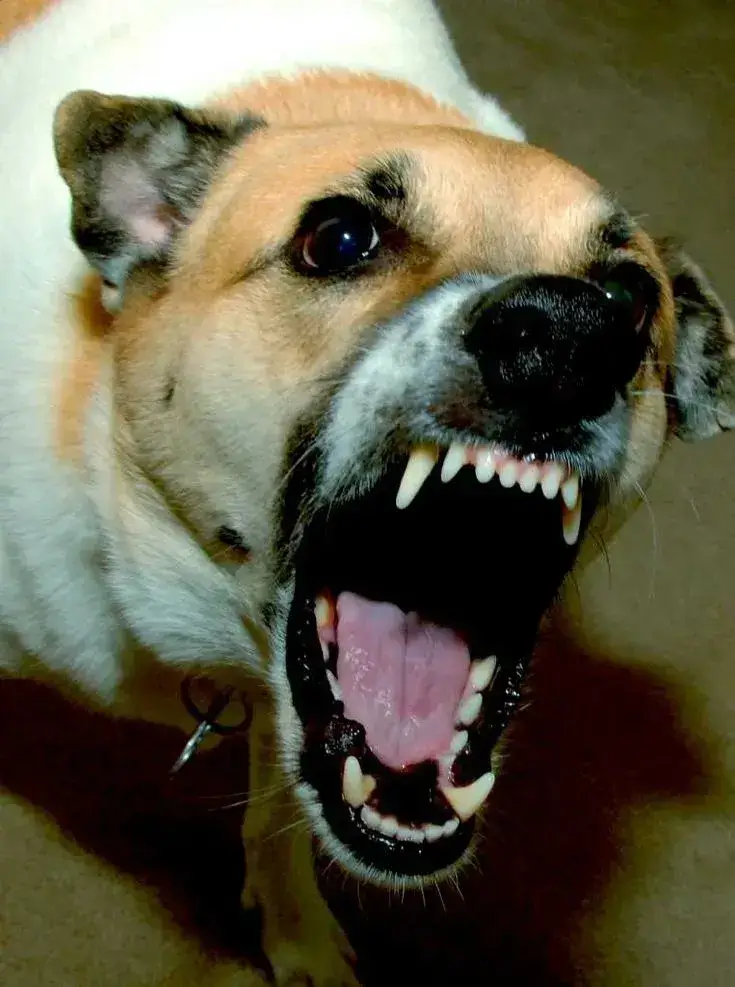 Meme chó cắn biểu cảm hung dữ mà vẫn hài