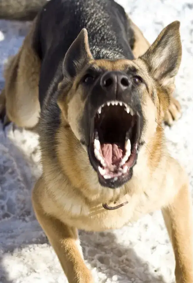 Meme chế chó dữ tợn khiến mạng xôn xao