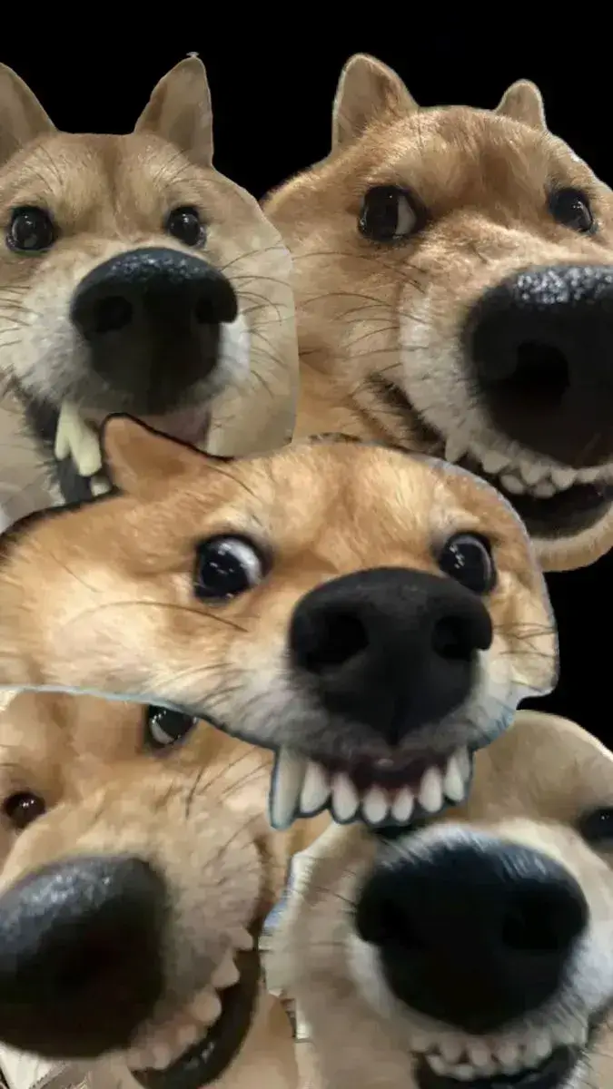 Ảnh chế chó nhe răng gừ gừ cực vui