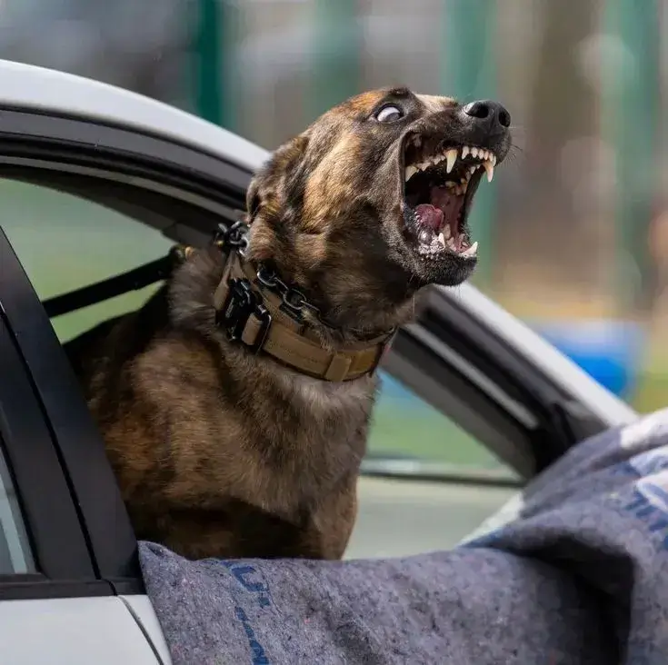 Meme hài chó dữ nhưng ánh mắt cưng xỉu