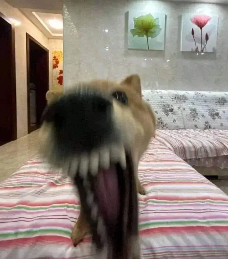 Ảnh vui chó cảnh báo kiểu “cắn chơi thôi”