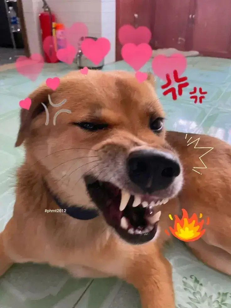 Hình troll chó gầm gừ như giận mà thương