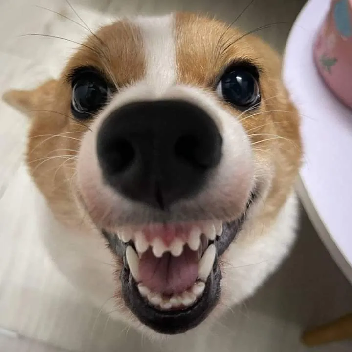 Chó há mồm dữ dằn, nhìn vừa ngầu vừa buồn cười