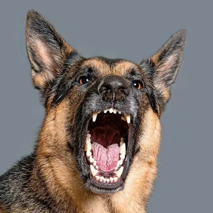 Khoảnh khắc chó gừ nhẹ biến thành trend meme TikTok cực hot