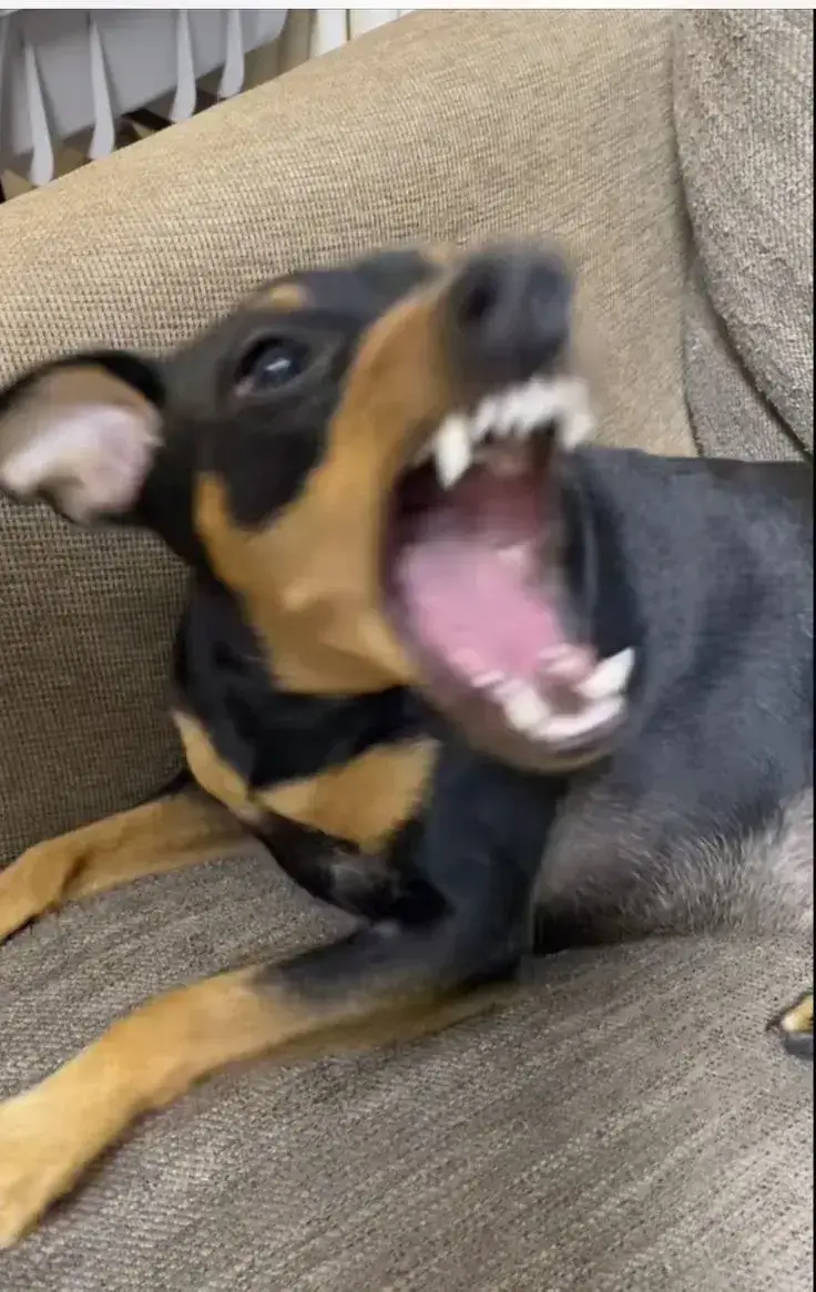 Bộ sưu tập meme chó dữ mà nhìn vẫn muốn cưng nựng