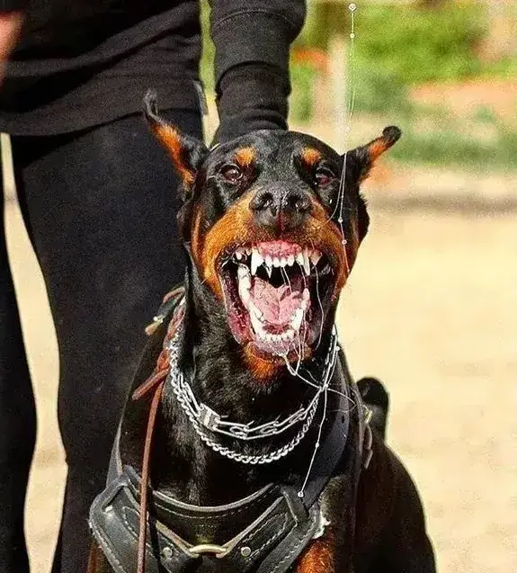 Meme chó nhe răng khiến ai xem cũng bật cười vì biểu cảm