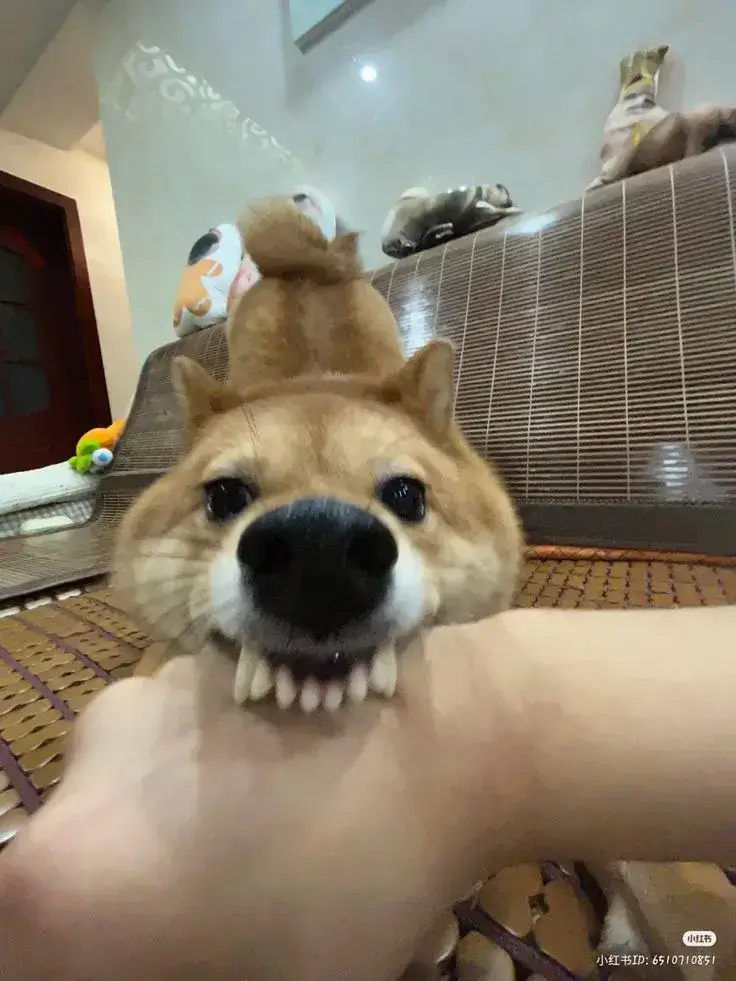 Ảnh chế chó hung dữ nhưng thần thái “giang hồ dễ thương”