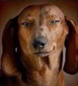 Biểu cảm chó cười thâm độc, ánh nhìn xoáy sâu.