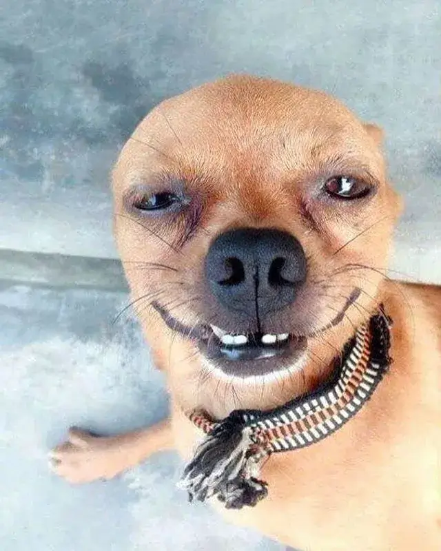 Biểu cảm chó cười hiểm độc, nụ cười méo mó.