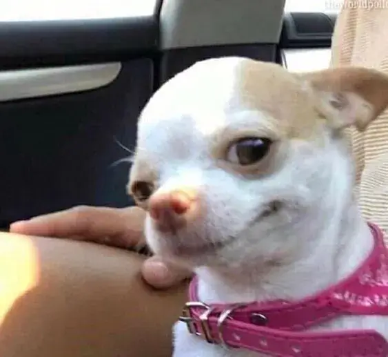 Biểu cảm chó cười xảo quyệt, ánh mắt sắc lạnh.