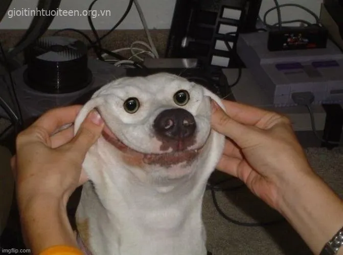 Hình chó cười châm biếm, dáng vẻ nhây bá đạo.