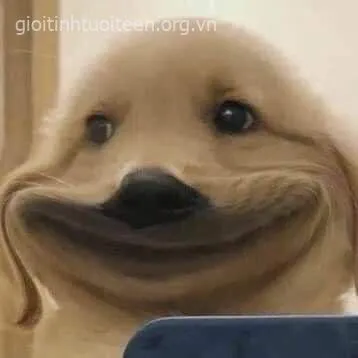 Meme chó đáng yêu khiến comment dậy sóng