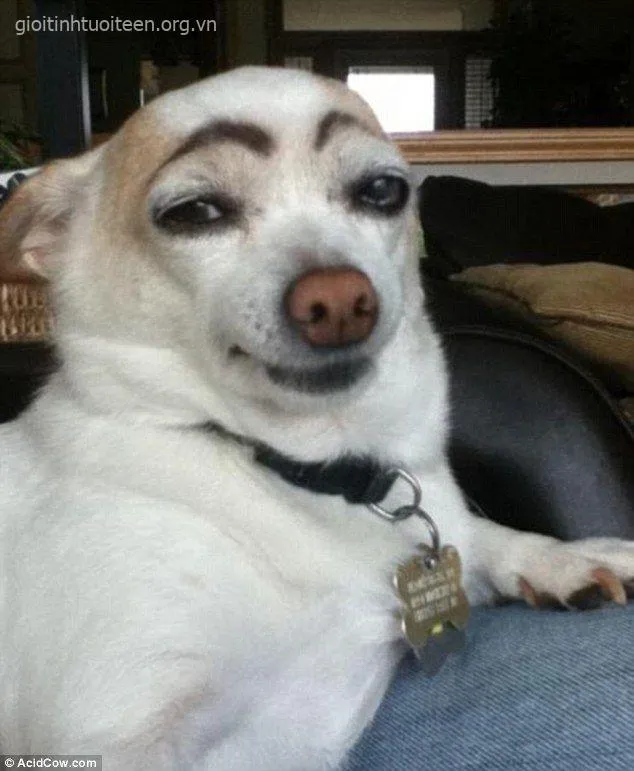 Hình chó cười khinh thường, trông cực kỳ bỉ ổi.