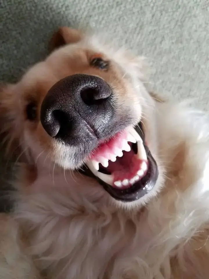 Chó nhe răng cười, trông thật dí dỏm.