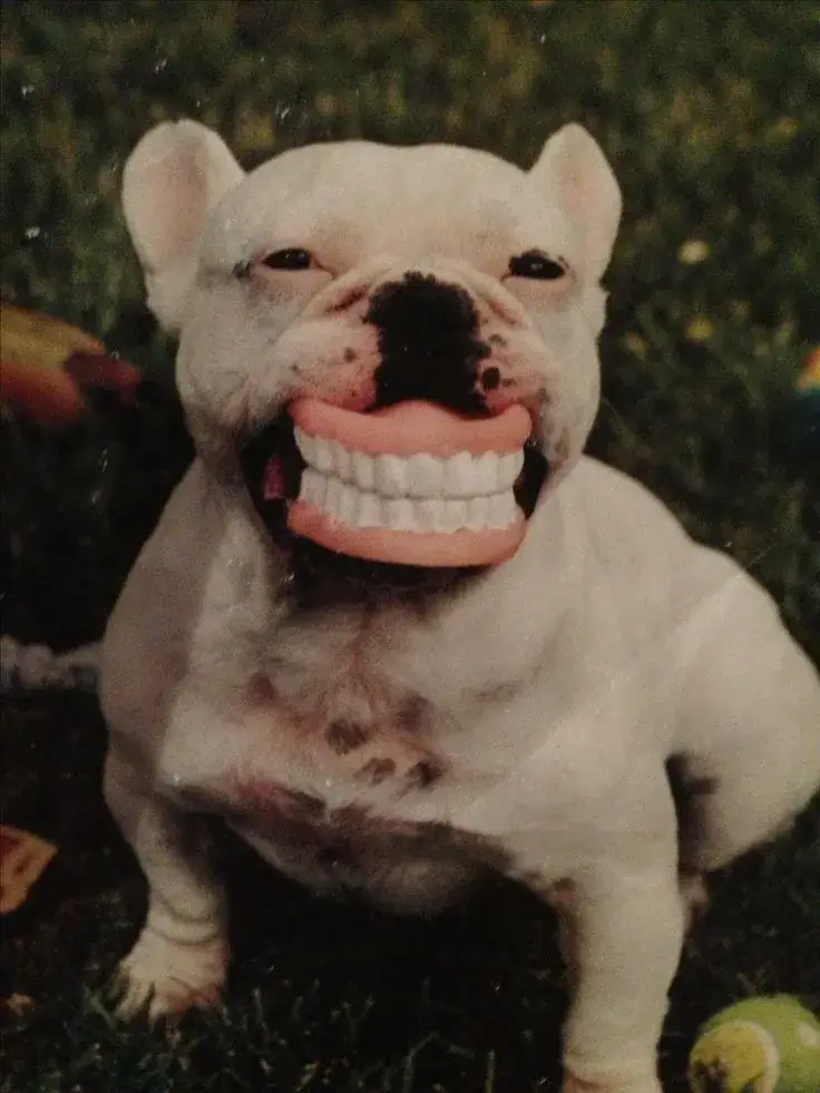 Meme chó cười toe toét, cực vui nhộn.