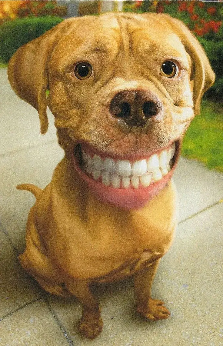 Bộ meme chó cười nhe răng siêu lầy khiến dân mạng cười lăn cười bò