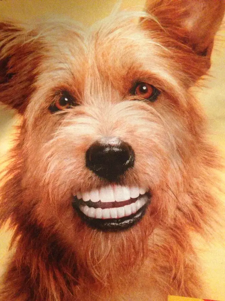 Ảnh chế chó cười khoe răng đốn tim dân mạng vì biểu cảm quá thật