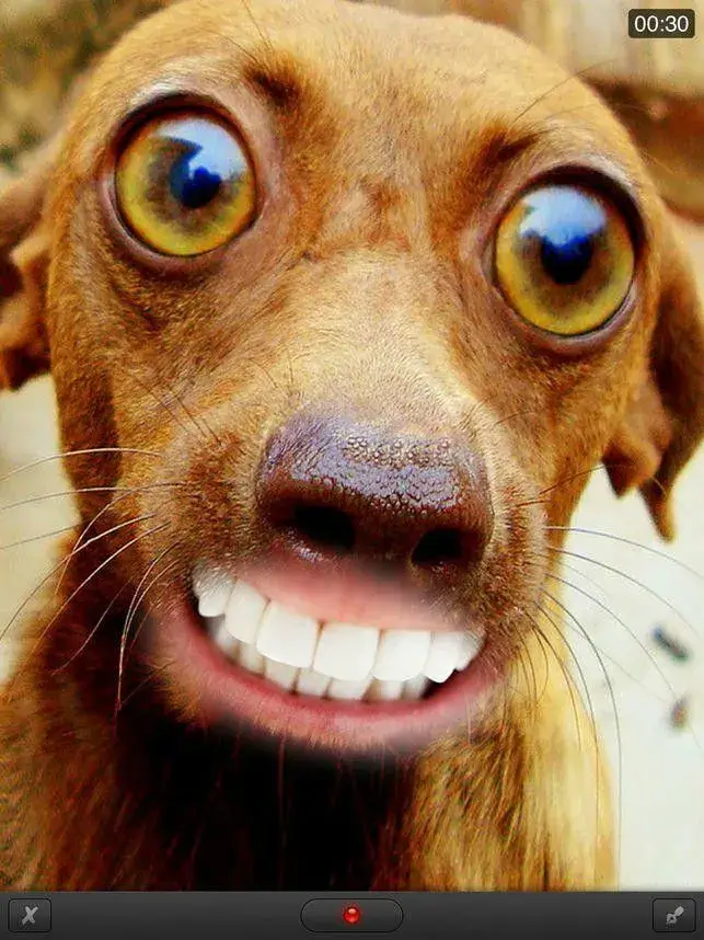 Chó nhe răng cười, biểu cảm thân thiện.