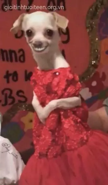 Tới công chuyện với loạt meme chó cười “nghiệp quật” bạn bè cực vui