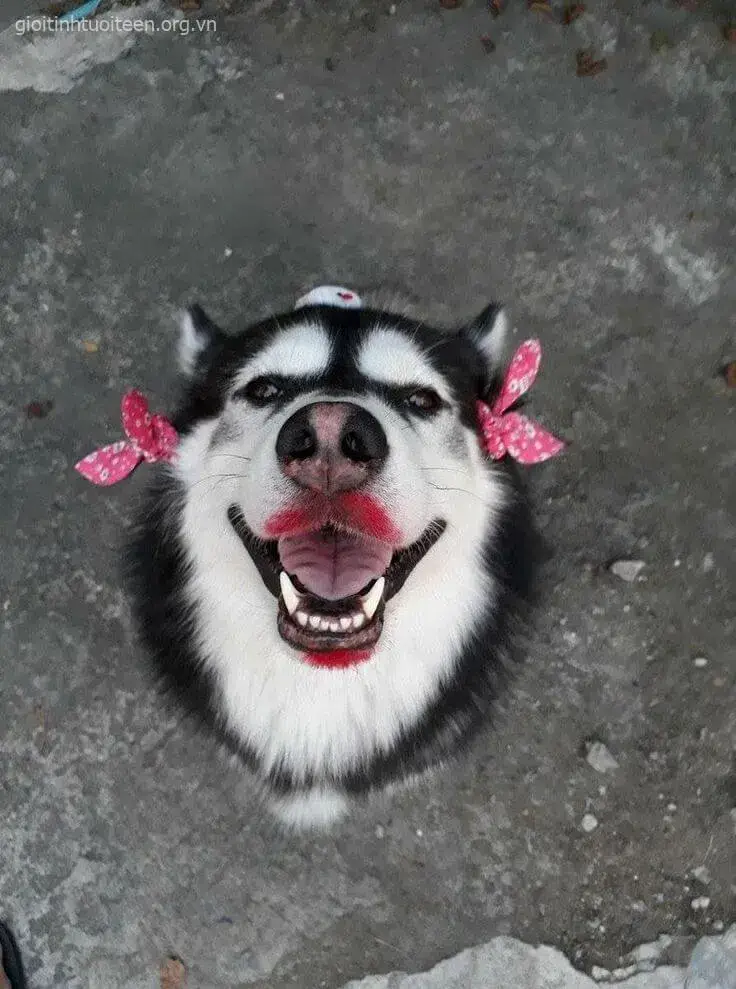 Hình chó nhe răng cười vui tươi, hồn nhiên.