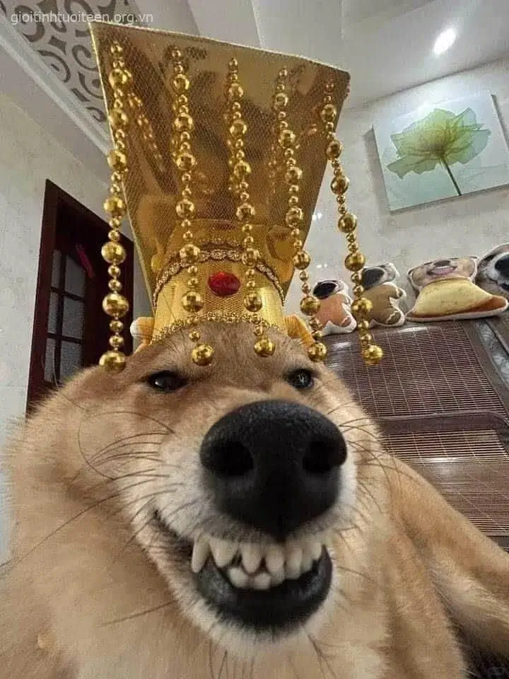 Hình chó nhe răng cười tươi rói, đáng yêu.