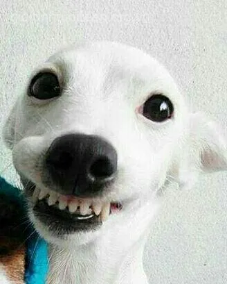 Hình chế meme chó mặt hí và nụ cười sáng rực