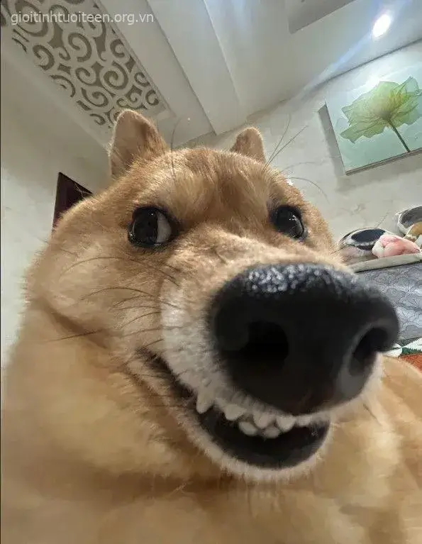 Hình chó nhe răng cười tràn đầy, cực lạc quan.