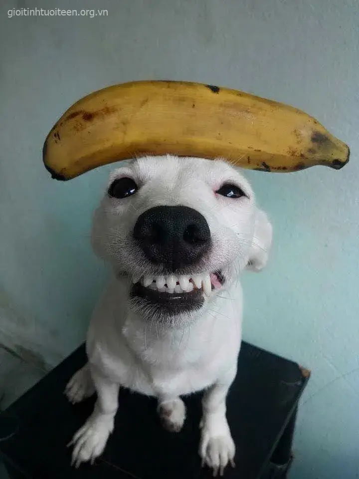 Meme chế lan TikTok với biểu cảm troll độc lạ