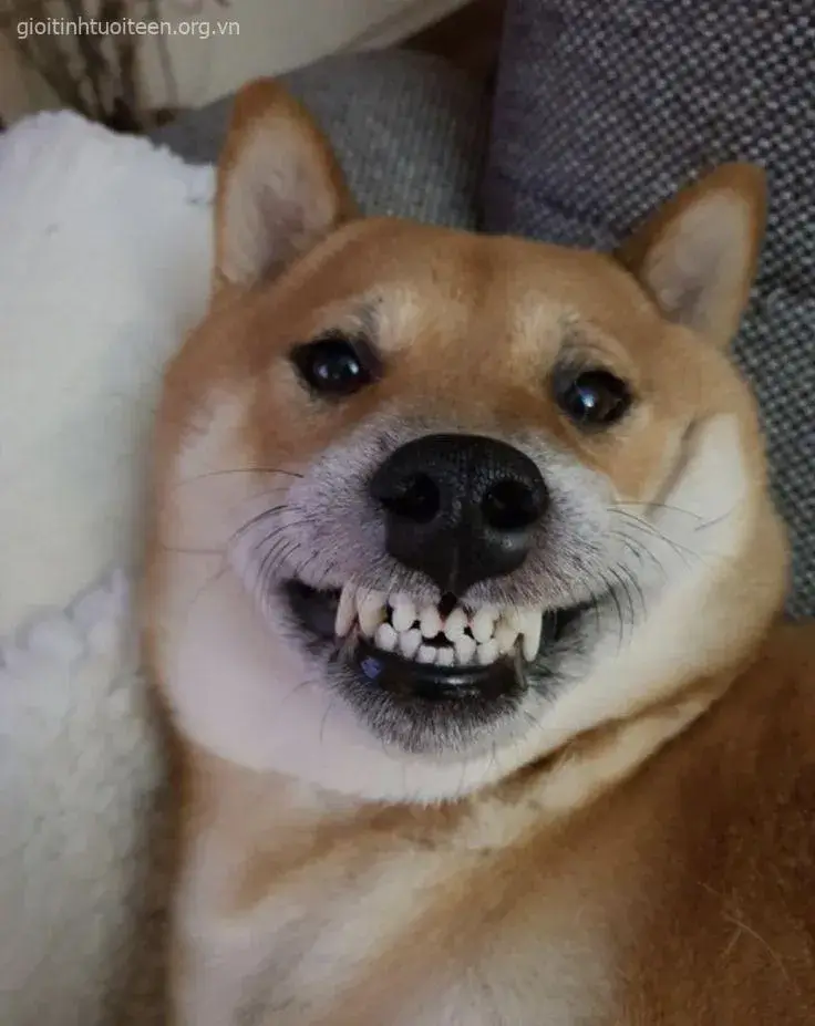 Hình chó nhe răng cười hồn nhiên, cực kỳ trong sáng.