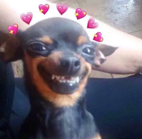 Khi chó cười lại còn biết troll, mạng xã hội không thể bình yên