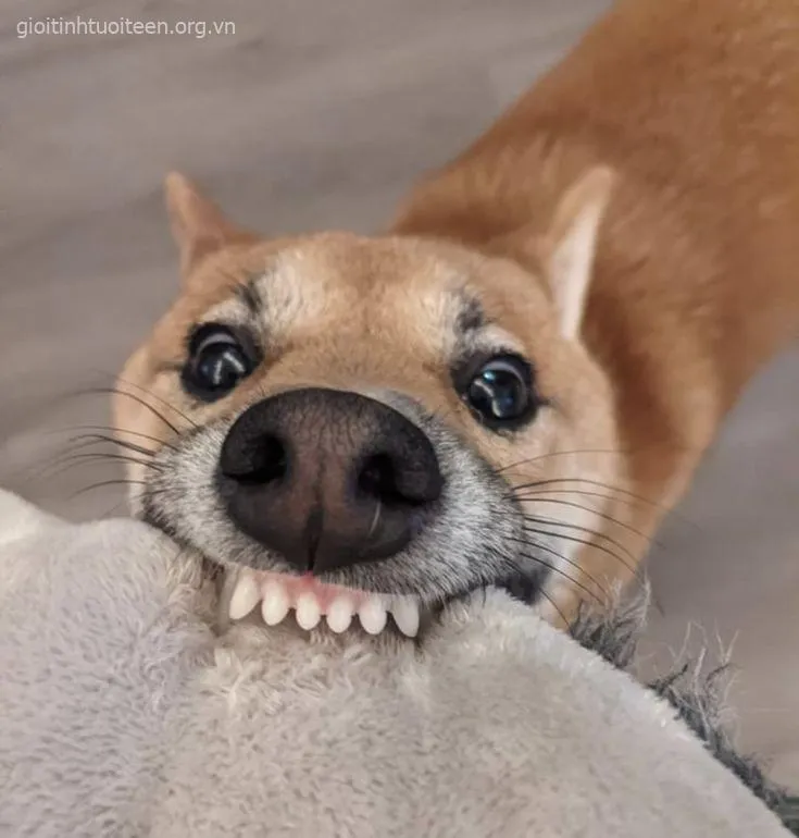 Hình chó nhe răng cười duyên dáng, cực kỳ ngộ nghĩnh.