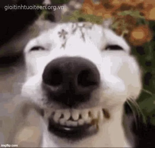 Ảnh chế cún phê như uống vitamin vui vẻ