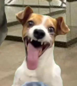 Hài hước hết nấc với meme chó cười trong mọi tình huống oái oăm