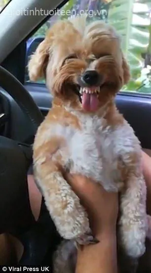 Meme động vật dễ thương khiến tim ai cũng tan chảy