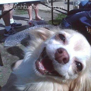 Meme vui về thú cưng giúp xoa dịu mọi mệt mỏi