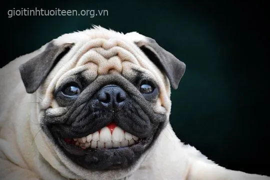 Ảnh troll cún đáng yêu, khiến ai xem cũng cười