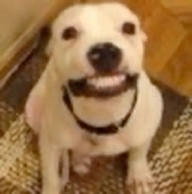 Meme hài chó lan truyền nhanh nhờ caption bá đạo