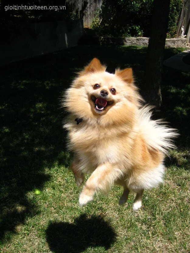 Ảnh vui chó meme gắn caption mặn cực kỳ duyên