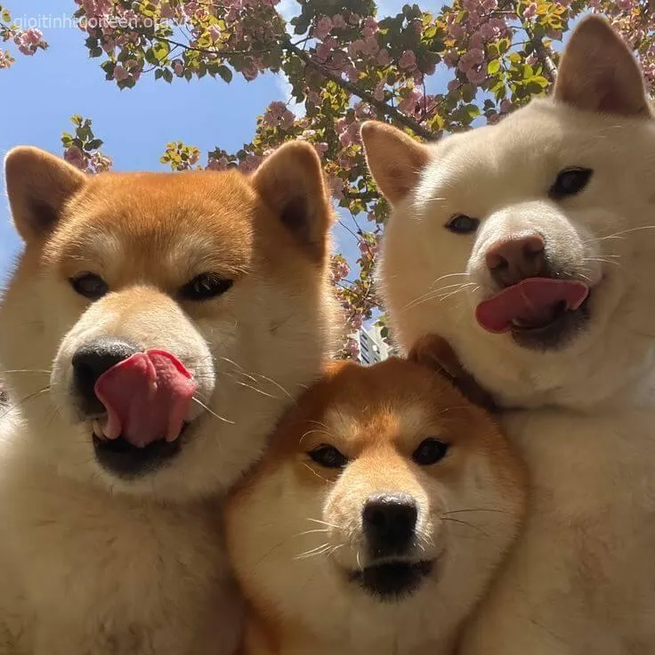 Chó cười rạng rỡ như đang tận hưởng niềm hạnh phúc.