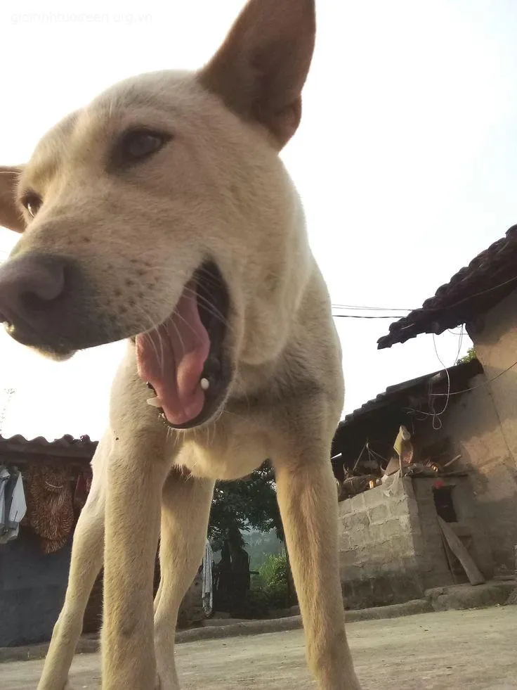 Chó cười hạnh phúc khiến bầu không khí trở nên dễ chịu.