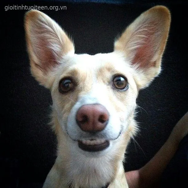 Chó cười ngộ nghĩnh tạo dáng cực lầy lội đáng yêu.