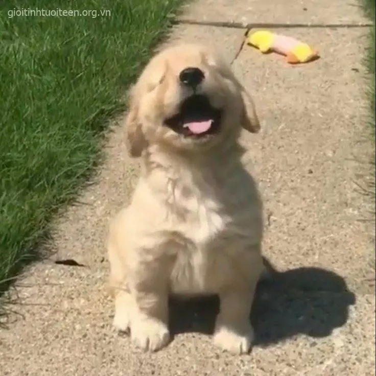 Tổng hợp meme chó cười – từ đáng yêu, cà khịa đến siêu bựa