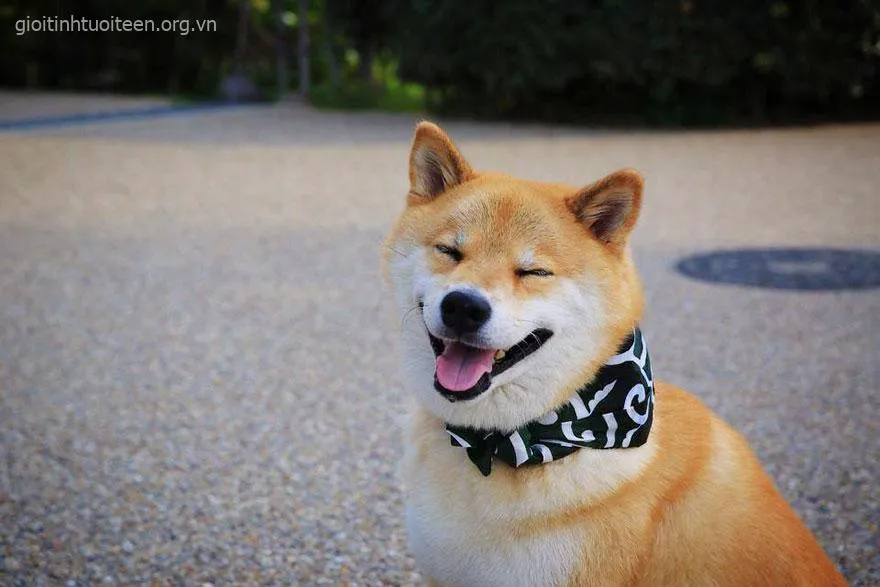 Hình troll Husky vui vẻ “cười không ngậm được mồm”