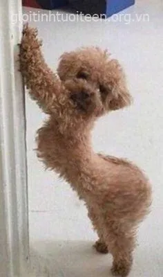 Meme chế boss ngáo bị troll ngược cười xỉu