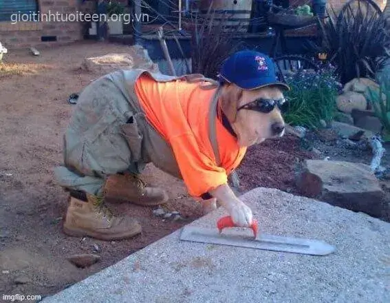 Ảnh chó lố bịch, ánh mắt ngây ngô cực ngáo.