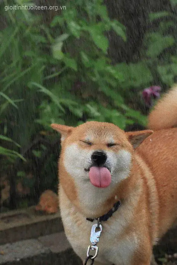 Hình chó lố bịch, khuôn mặt hài hước cực quậy.