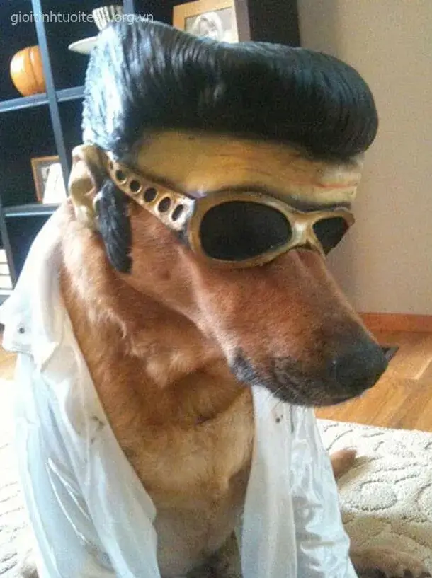 Meme chó tinh nghịch, dáng điệu quậy phá cực ngộ nghĩnh.