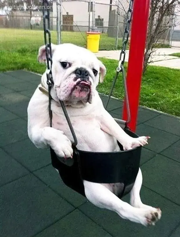 Hình chó ngộ nghĩnh, dáng ngồi khùng khùng đáng yêu.